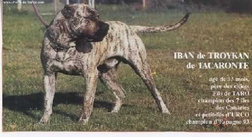 Iban Troykan de tacoronte | Perro de Presa Canario 