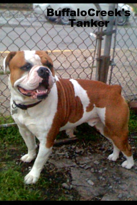 BuffaloCreek's Tanker | Olde English Bulldogge 