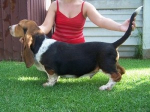 Lagen Delco-Chino | Basset Hound 