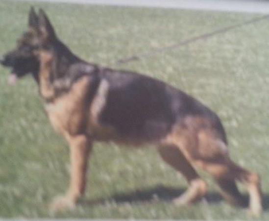 Nexe del Lucrino | German Shepherd Dog 