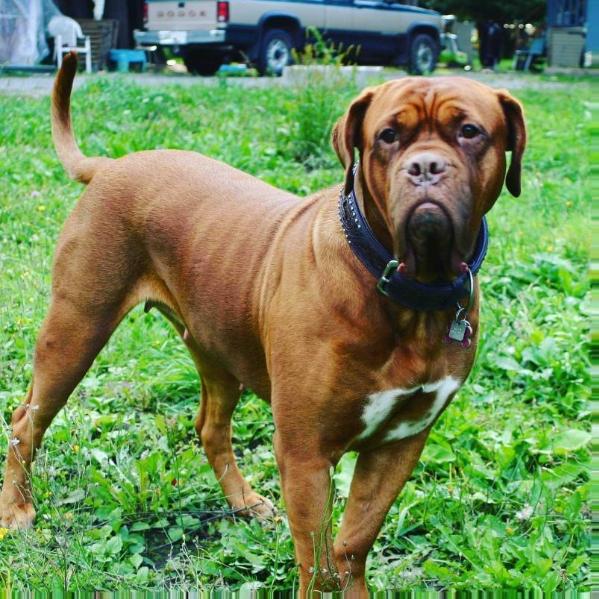 RedSupremacy's Miss Bailey | Dogue de Bordeaux 