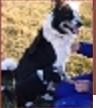 Lassie ABC 56076 | Border Collie 