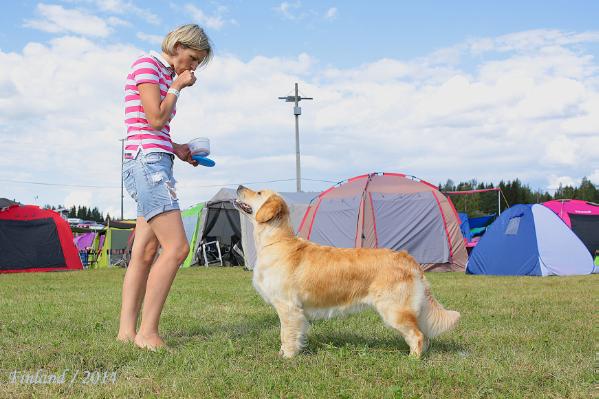 Rifeygold Iz Stolitsy Urala | Golden Retriever 