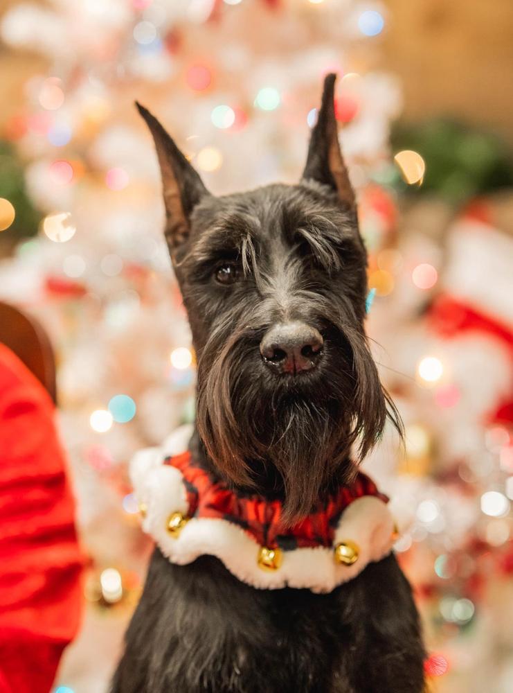 Xync Von Prufenpuden | Giant Schnauzer 