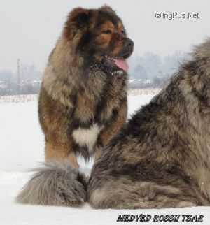 Medved Rossii Tsar | Caucasian Mountain Dog 