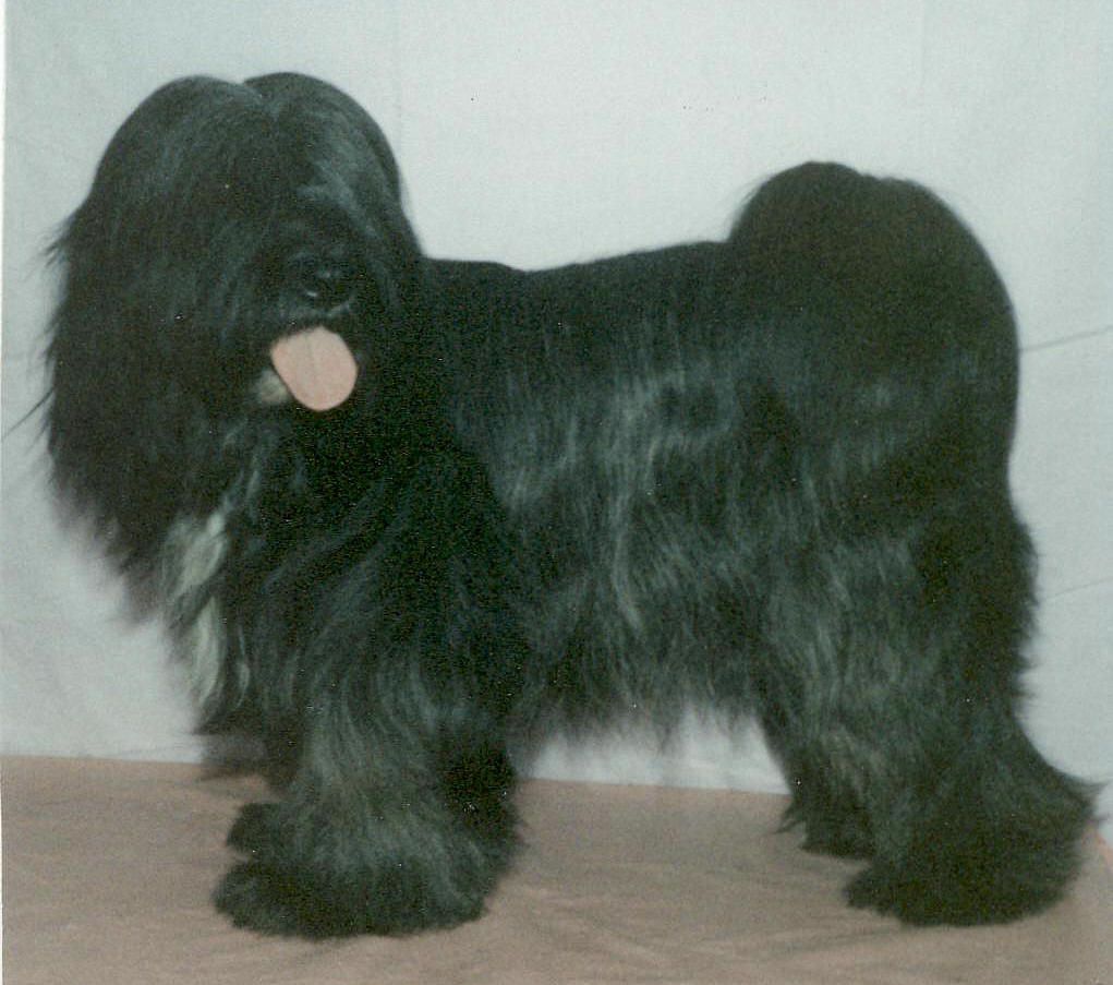 TARAGIRI NYIMA | Tibetan Terrier 