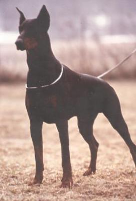 Epasco v. Gannita | Black Doberman Pinscher