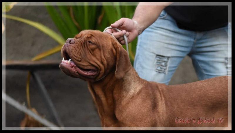 Lili de Chelo's Blood | Dogue de Bordeaux 