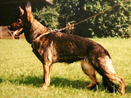 Quelle vom Haus Iris | German Shepherd Dog 