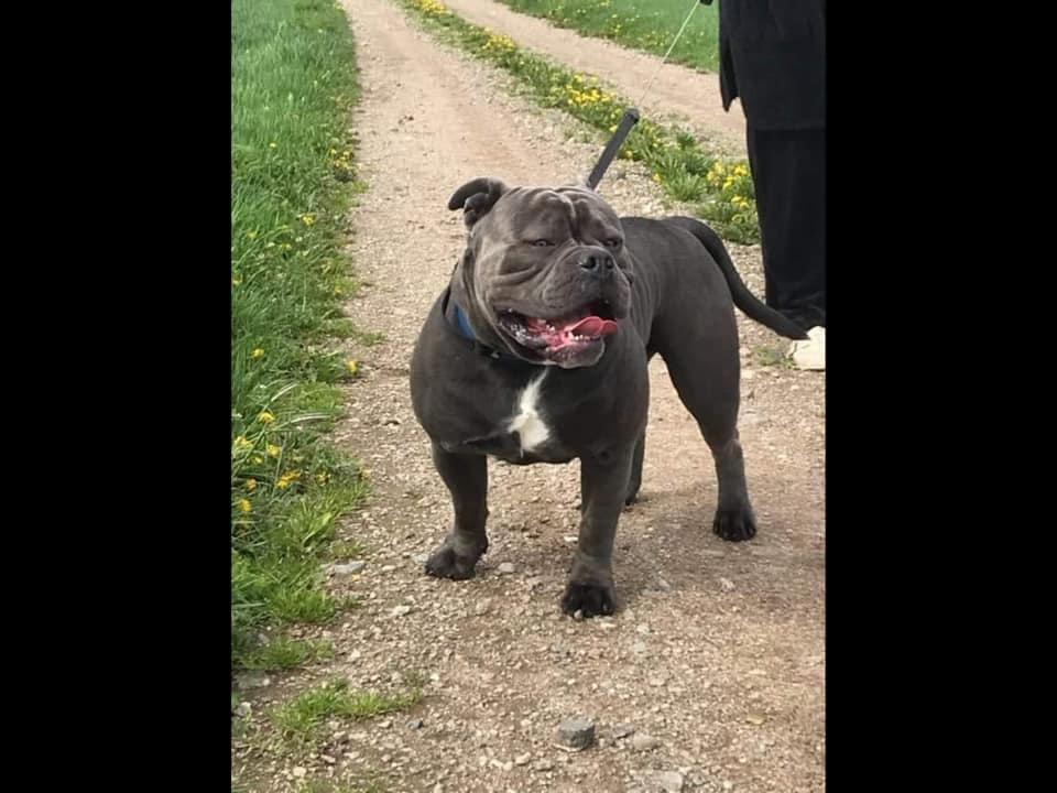 Stjernkvists Alpha | Olde English Bulldogge 