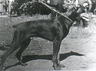 Virt (USSR ??) | Brown Doberman Pinscher