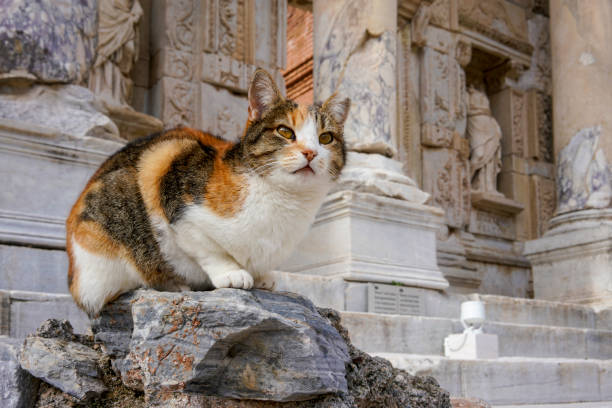 aegean cat