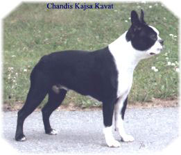 Chandis Kajsa Kavat | Boston Terrier 