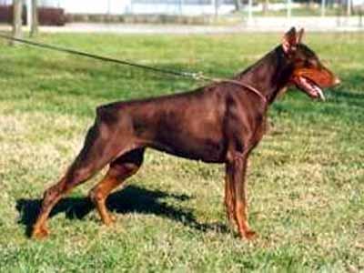 Levka v. Westfalenland | Brown Doberman Pinscher