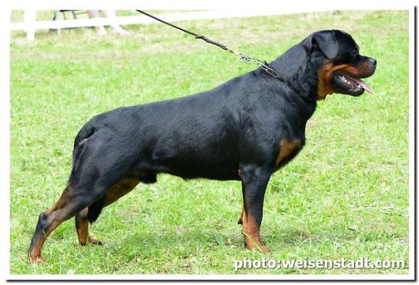 Shikarniy Burbi iz Doma Torra | Rottweiler 