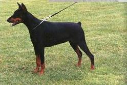 Ginsha v. Klingbach | Black Doberman Pinscher