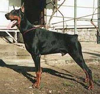 Gad v. Franckenhorst | Black Doberman Pinscher