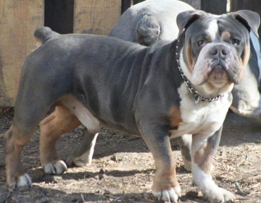 McMillan's Rhondo | Olde English Bulldogge 