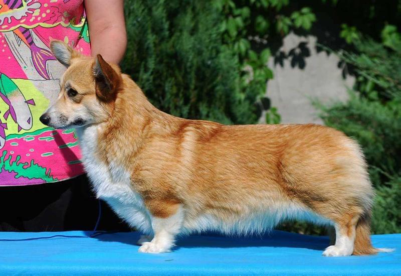 Antonina Petrovna Sambatus | Pembroke Welsh Corgi 