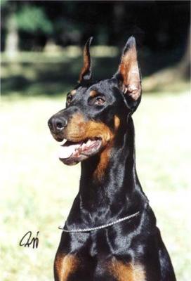 Ela Esmeralda Sawages | Black Doberman Pinscher