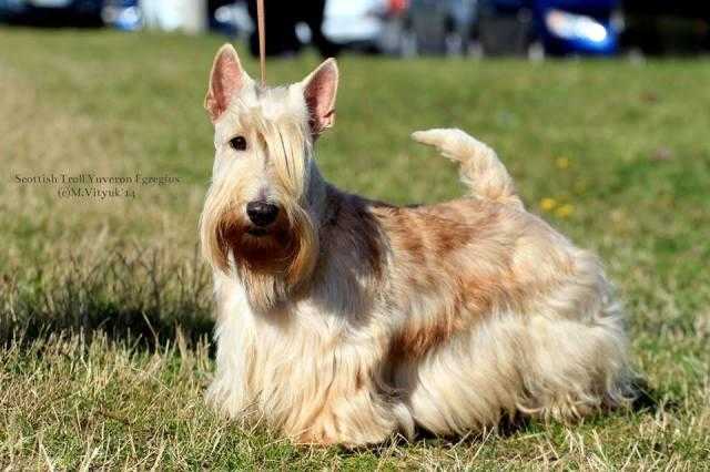 Scottish Troll Yuveron Egregius | Scottish Terrier 