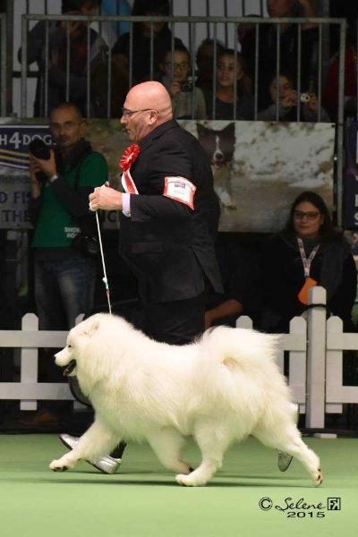 Arctic SweetLegend | Samoyed 