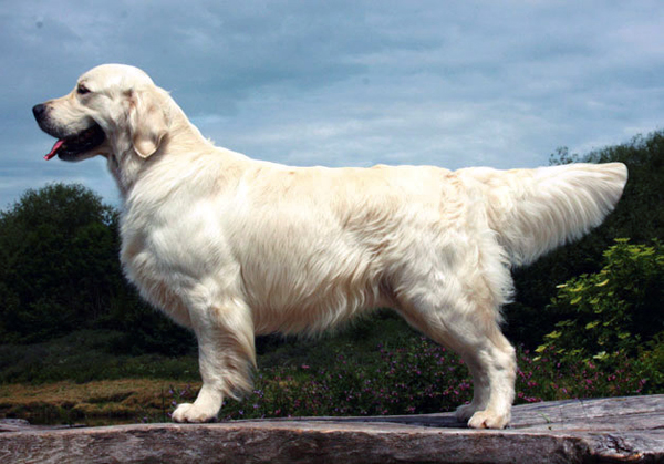 Linirgor Mactavish | Golden Retriever 