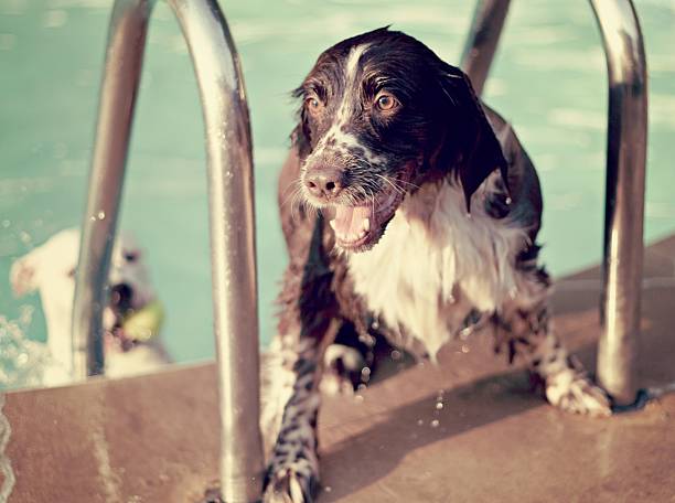 American Water Spaniel
