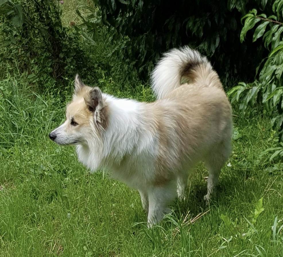 Flibbi aus Vinkona | Icelandic Sheepdog 