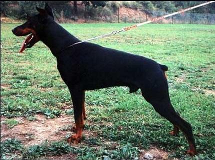 Aldo z Heranovy Vily | Black Doberman Pinscher