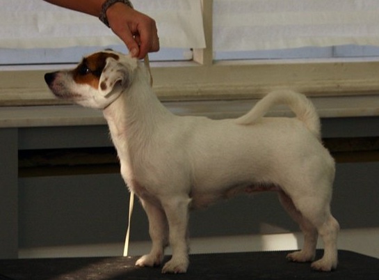 Rikoran evropa | Jack Russell Terrier 