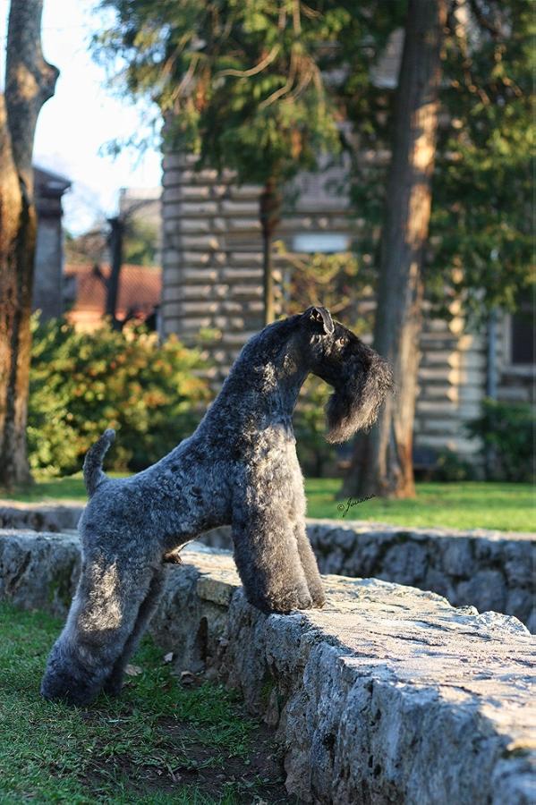 Lynnsto Capo DE Flame Wood | Kerry Blue Terrier 