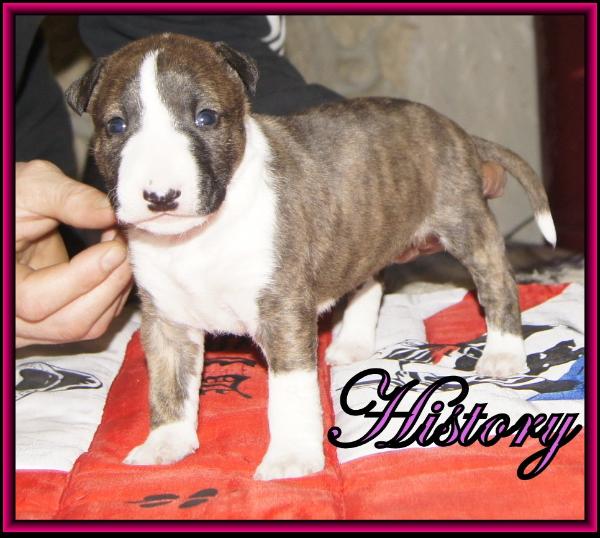 Poypoy Speed Perfect History | Miniature Bull Terrier 