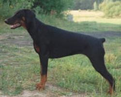 A'Dreams Xandorah | Black Doberman Pinscher