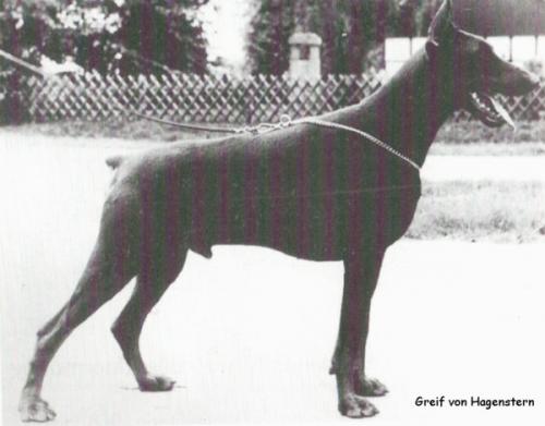Greif v. Hagenstern (DZB 82772) | Brown Doberman Pinscher