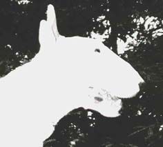 Bergalo's Double Vision | Bull Terrier 