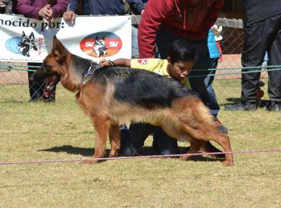 Ivy von der Asmheim | German Shepherd Dog 