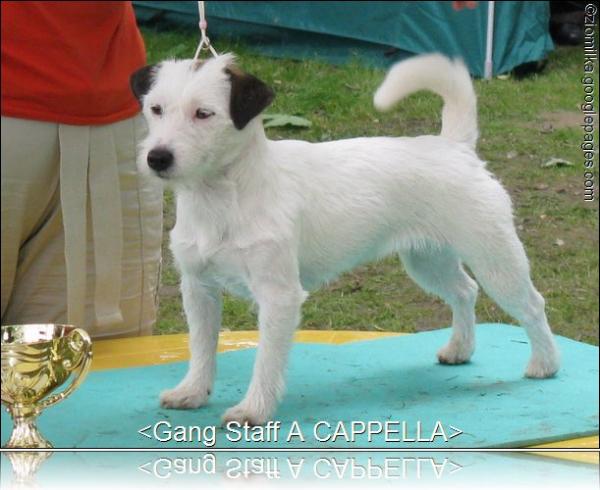 Gang Staff A Cappella | Jack Russell Terrier 