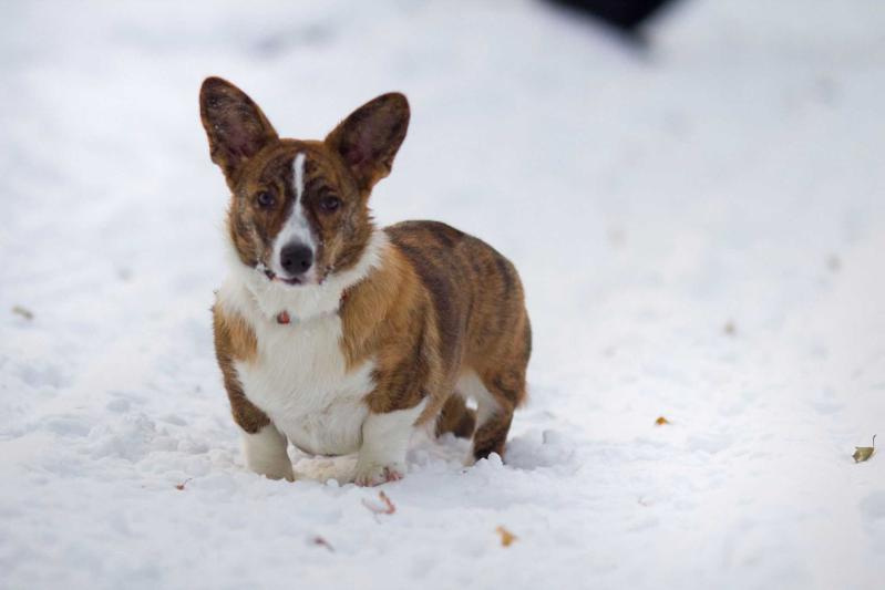 Favorite Siberia Hatanga | Cardigan Welsh Corgi 