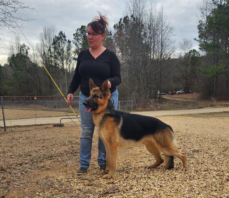 Kimmelot's Golden Gustav | German Shepherd Dog 