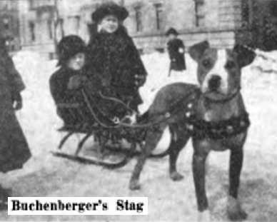 Max C W Buchenberger's Stag | American Pit Bull Terrier 