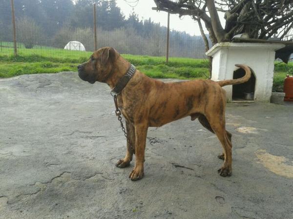 Tigre de Naraclan | Perro de Presa Canario 