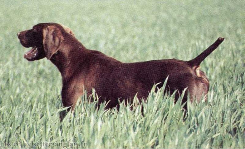 Calin de Langeron | German Shorthaired Pointer 