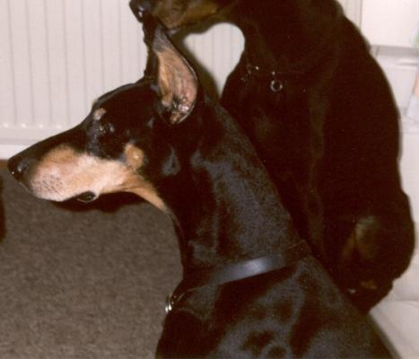 Ethan v.d. Kruisblokken | Black Doberman Pinscher