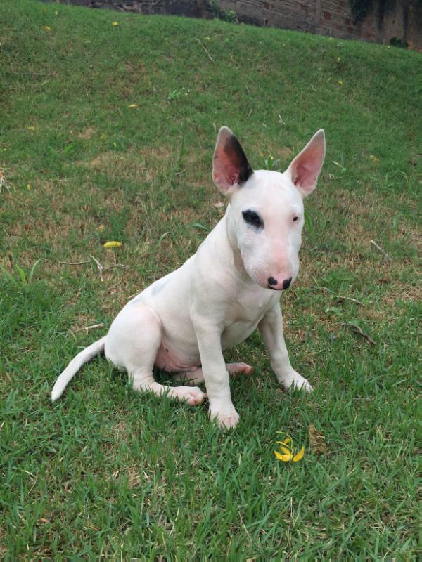 Bullffaras Bud | Bull Terrier 