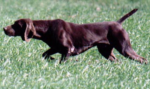 Nougat ks vom hege-Haus | German Shorthaired Pointer 