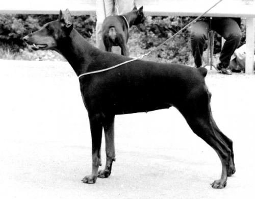 Arabella v. Franckenhorst | Black Doberman Pinscher