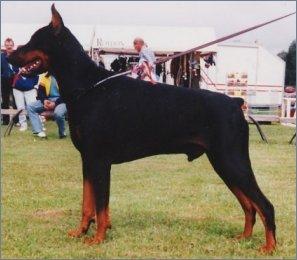 Walldobes Export Echson | Black Doberman Pinscher