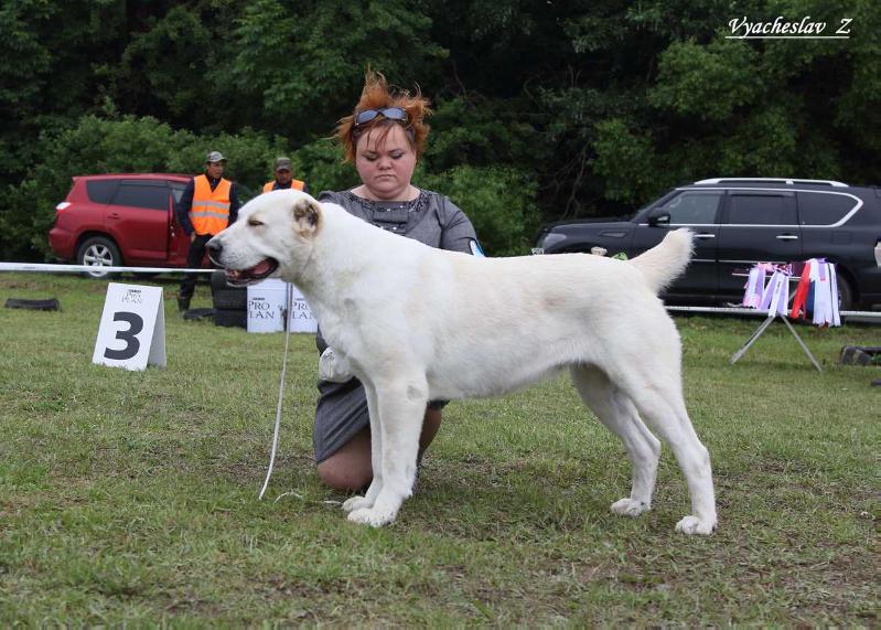 ZHELEZNAYA LADY | Central Asian Shepherd Dog 