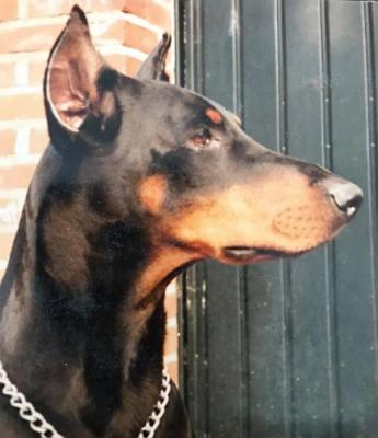 Aldo-Arep v.d. Avondwake | Black Doberman Pinscher